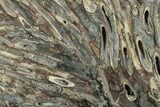 Polished Fossil Teredo (Shipworm Bored) Wood - England #240734-1
